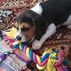 Kutya Beagle