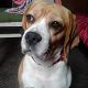 Kutya Beagle
