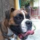 Kutya Boxer