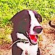 Kutya Bearded collie