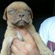 Kutya Bordeaux-i dog