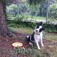 Kutya Border collie