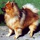 Kutya Spitz