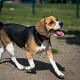 Kutya Beagle