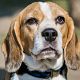 Kutya Beagle