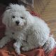 Kutya Bichon bolognese