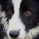 Kutya Border collie