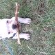 Kutya Francia bulldog