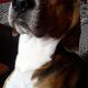 Kutya Beagle