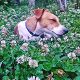 Kutya Jack Russel terrier
