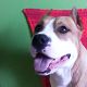 Kutya Pitbull terrier