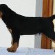 Kutya Rottweiler