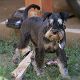 Kutya Schnauzer