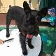 Kutya Schnauzer