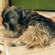 Kutya Tibeti terrier
