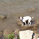 Kutya Parson Jack Russel