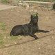 Kutya Cane corso