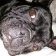 Kutya Francia bulldog