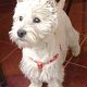 Kutya Westie