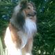 Kutya Sheltie