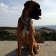 Kutya Boxer