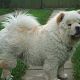 Kutya Chow-chow