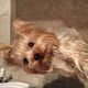 Kutya Yorkshire terrier