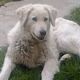 Kutya Kuvasz