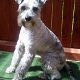 Kutya Schnauzer