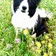 Kutya Border collie
