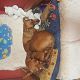 Kutya Pinscher