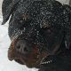 Kutya Rottweiler