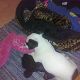 Kutya Jack Russel terrier