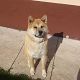 Kutya Akita inu