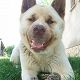 Kutya Akita inu