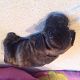 Kutya Francia bulldog