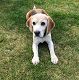 Kutya Beagle