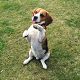 Kutya Beagle