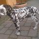 Kutya Dalmata