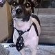 Kutya Jack Russel terrier
