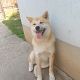 Kutya Akita inu