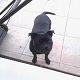 Kutya Staffordshire bullterrier