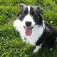 Kutya Border collie