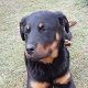 Kutya Rottweiler