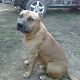 Kutya Staffordshire bullterrier