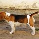 Kutya Beagle