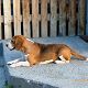 Kutya Beagle