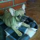Kutya Francia bulldog
