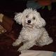 Kutya Bichon bolognese