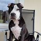 Kutya Pitbull terrier